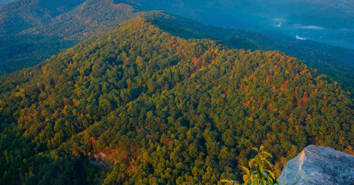Beautiful view of the Appalachia Forest where The Gifted Tree plants gift trees.