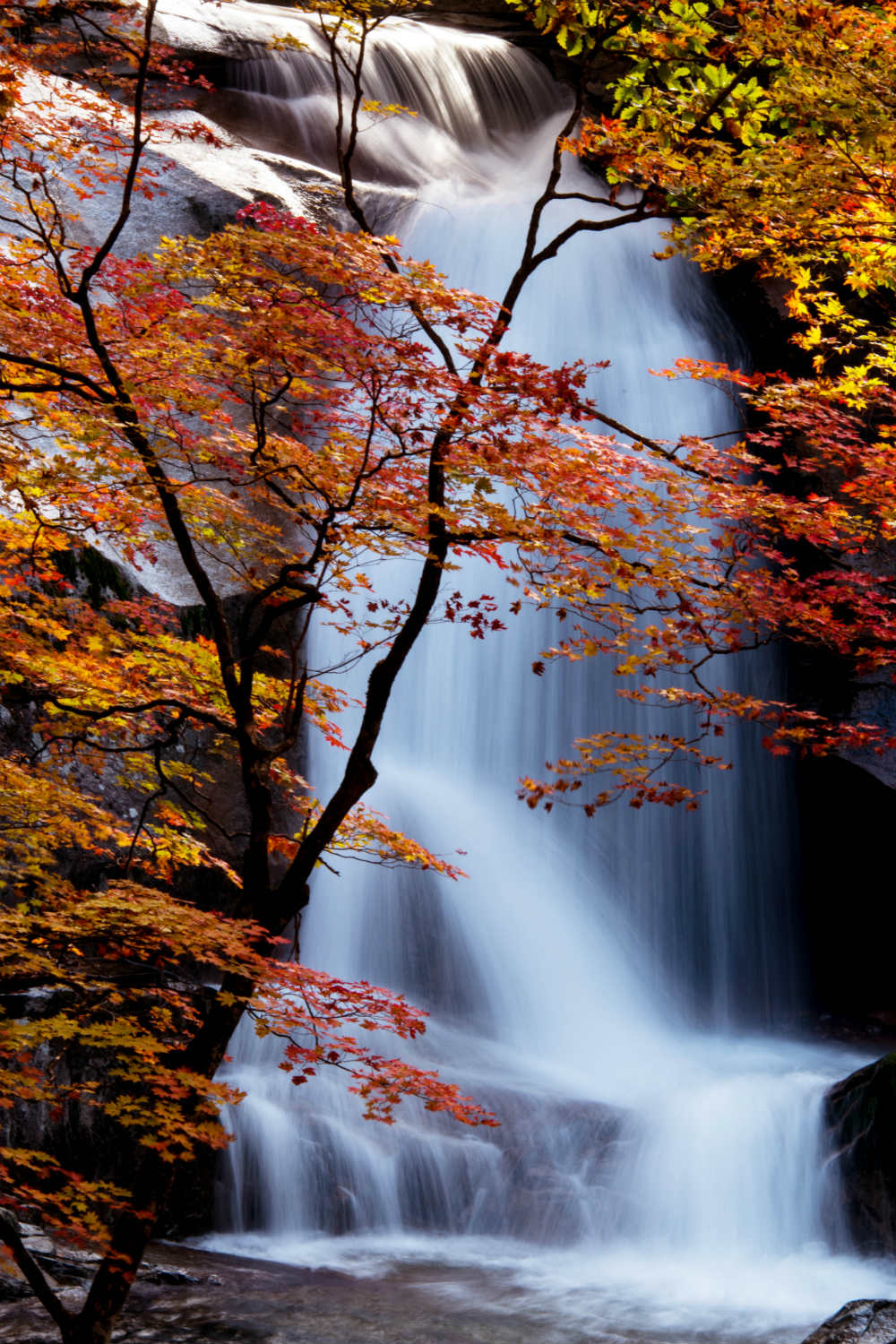 Autumn Waterfall Reduced The Ted Tree