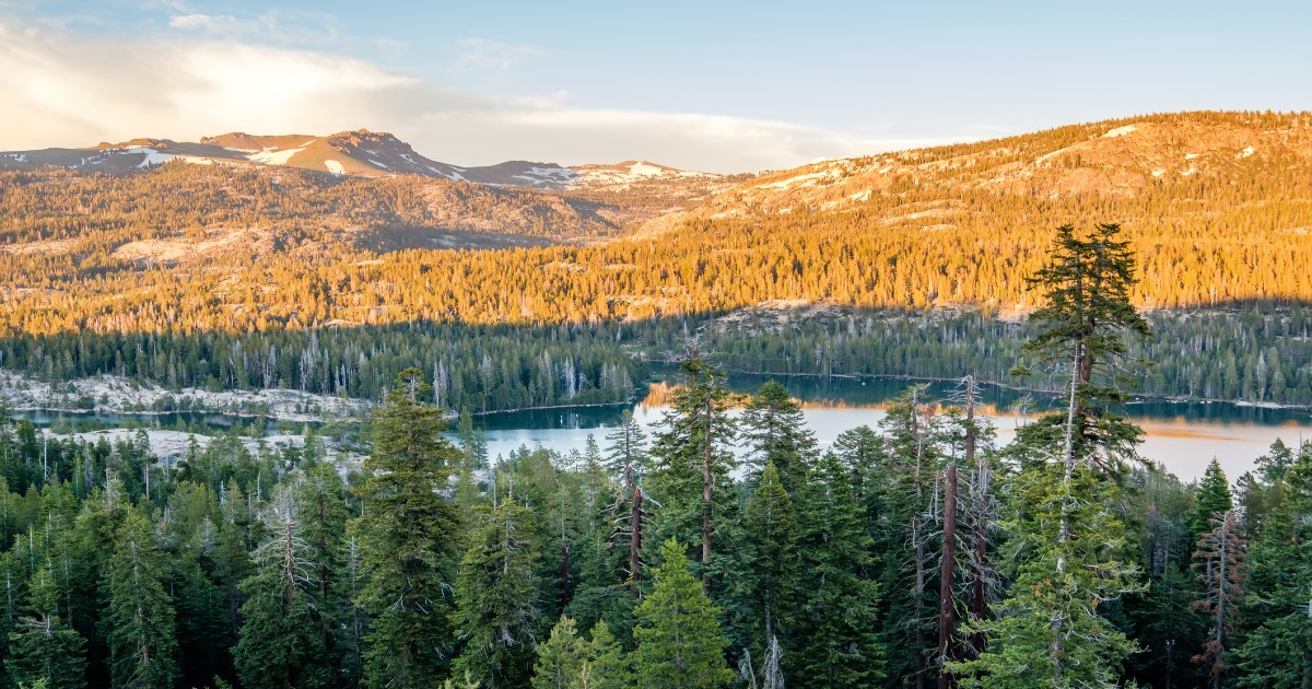 Beautiful view of the Lake Tahoe California Forest where The Gifted Tree plants gift trees.