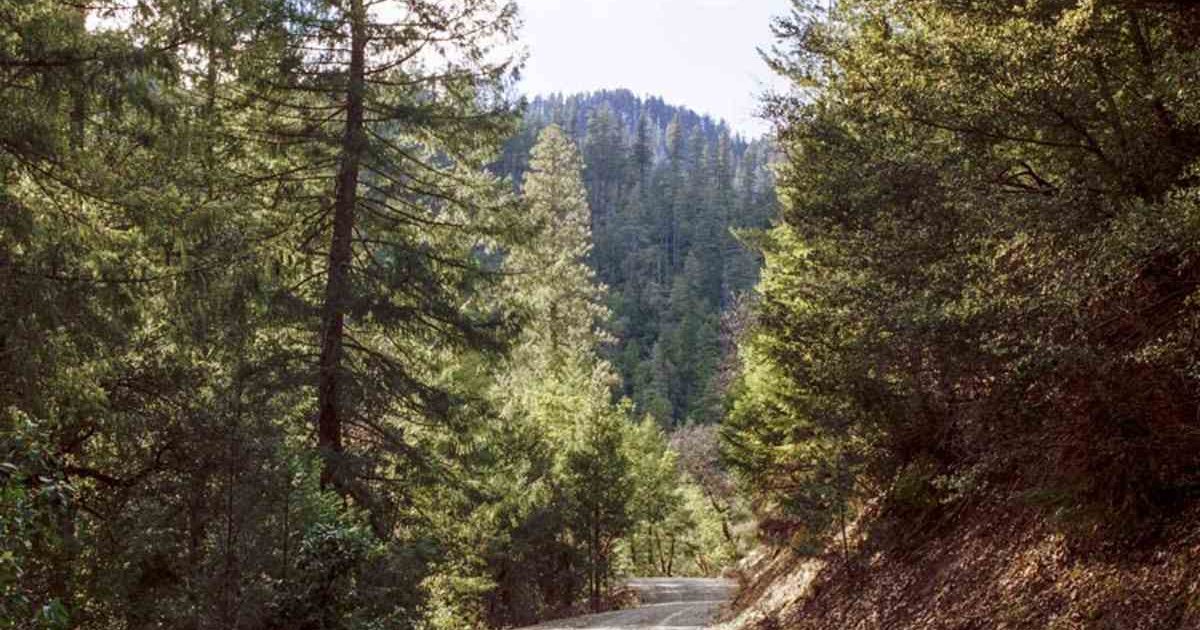 Beautiful forest scene in one of The Gifted Tree’s planting locations in Klamath National Forest, northern, California