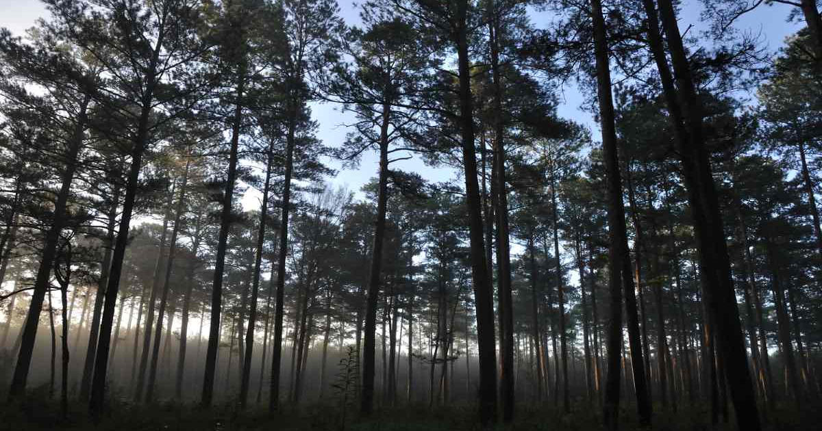 Beautiful view of the Mississippi Forest where The Gifted Tree has planting projects to plant gift trees.