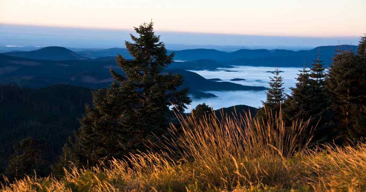 Beautiful view of the Oregon Forest where The Gifted Tree has planting projects to plant gift trees.