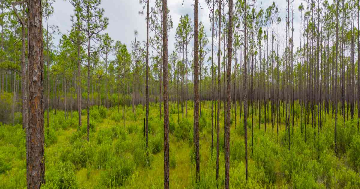Beautiful view of the Florida Forest where The Gifted Tree has planting projects to plant gift trees.